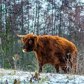 Highland Cow - Schotse Hooglander van Rene de Nooijer