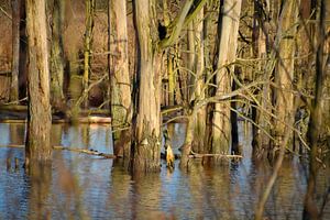 Des bûches dans l'eau du Biesbosch