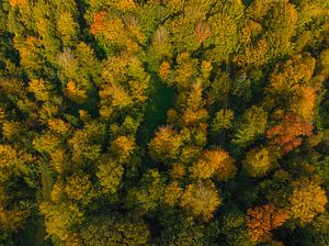 Herfstbos met kleurrijke bladeren van bovenaf gezien van Sjoerd van der Wal Fotografie