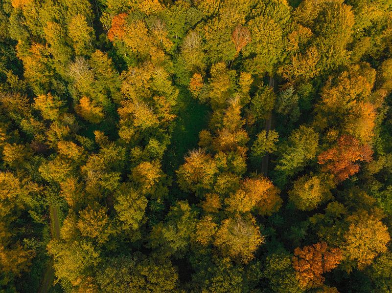Autumn forest with colorful leaves seen from above by Sjoerd van der Wal Photography