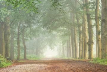 Dans la forêt