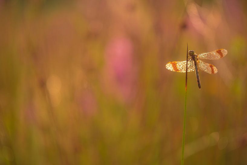 Libellule annelée dans les premières lueurs du matin par Moetwil en van Dijk - Fotografie
