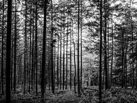 Des arbres droits dans la forêt en noir et blanc