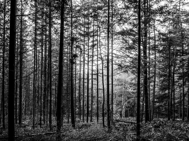 Rechte bomen in bos zwart wit van Charlotte Dirkse