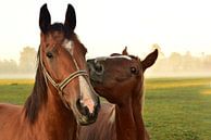 Paardenkus van Ulrike Leone thumbnail