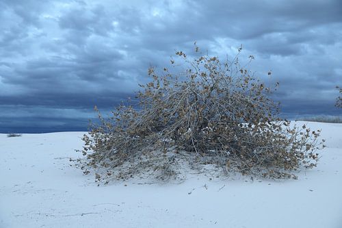 White Sands Dunes National Monument  in New Mexico USA