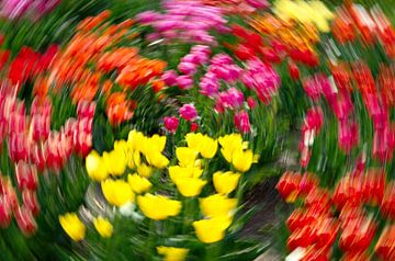Tulip extravaganza von Mike Bing