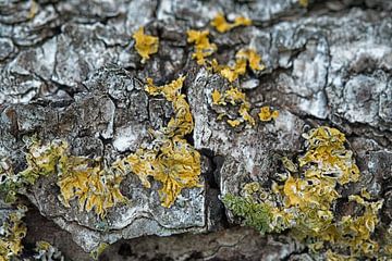 lichen sur un lit d'écorce d'arbre sur Jo Beerens