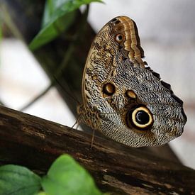 Vlinder sur Jeroen Koppes