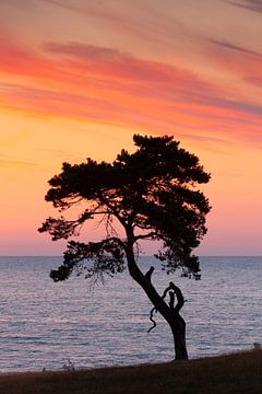 Pine Haväng by Sven-Erik Arndt