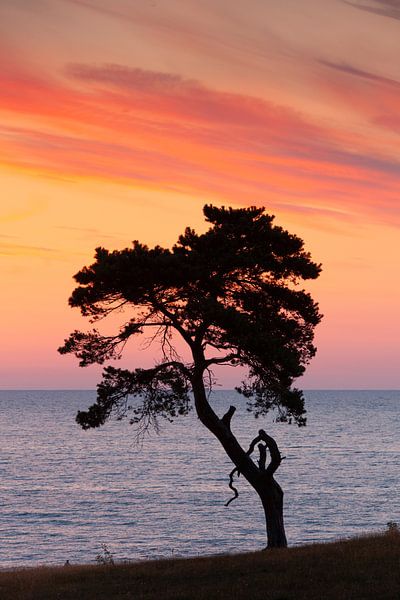 Pine Haväng by Sven-Erik Arndt