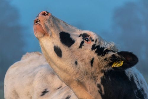 Koe met neus in de lucht