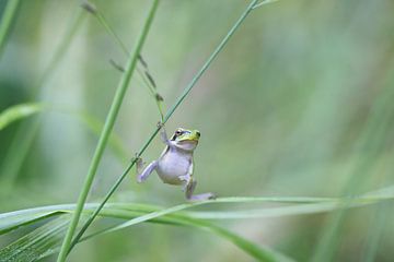 Europese boomkikker (Hyla arborea) van Frank Fichtmüller