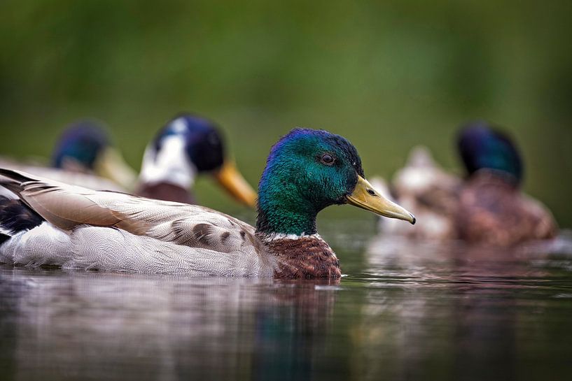 Wilde Eend (man) van Rob Boon