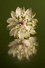 Abstracte reflectie: Zeeuws Knoopje in bloei van Marjolijn van den Berg