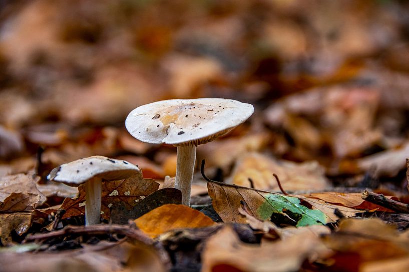 Herbstlich von Roland de Zeeuw