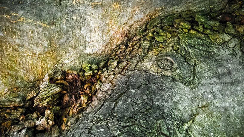 Natuurlijke structuren, deel van de stam van een appelboom2 van Reinder Tasma
