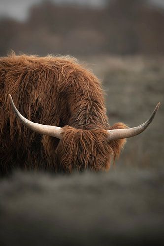 Scottish Highlander 1