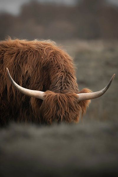 Scottish Highlander 1 by basnieuwenh