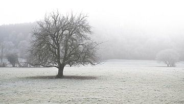 Wintertag in den Ardennen von Nicola Mathu