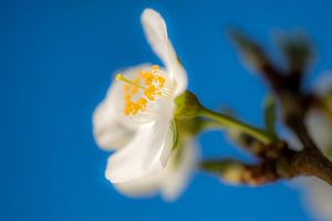 Bloesem 02 van Moetwil en van Dijk - Fotografie