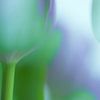 Tulpen von Minie Drost