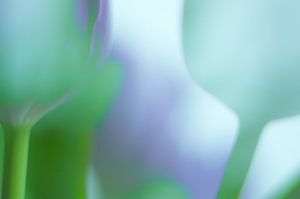 Tulpen