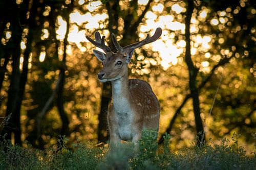 les daims dans la forêt au soleil du soir