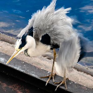 Grijze reiger met verenkleed van Dieter Walther