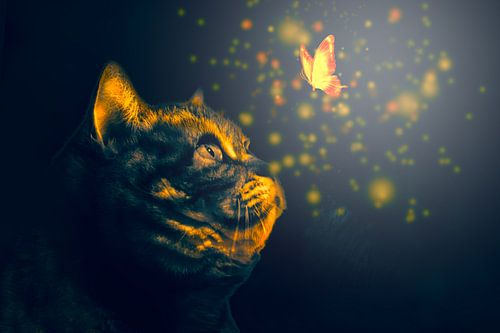 de laatste vlinder van nilix fotografie