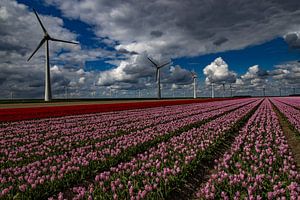 Champs de tulipes avec des moulins à vent modernes