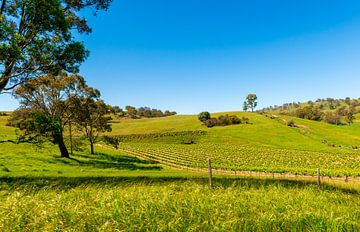 Wijngaard in Barossa Valley, Australië van Troy Wegman