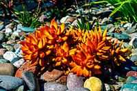  Belle plante en gros plan.