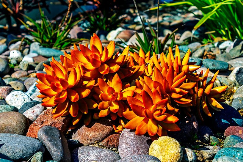  Beautiful plant close up. by Mikhail Pogosov