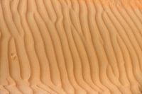 Sporen en ribbels in de woestijn