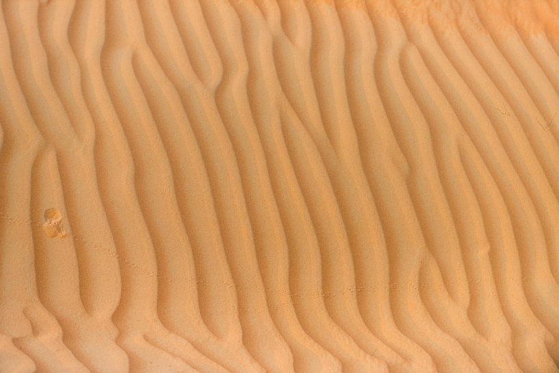 Tracks and ridges in the desert by Anita Loos