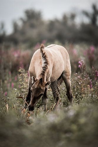 Veulen Grazend in Veld van Stilte