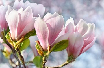 Magnolienblüte von Violetta Honkisz