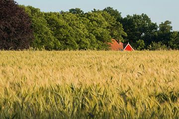 Roggeveld in de Achterhoek in Nederland by Tonko Oosterink