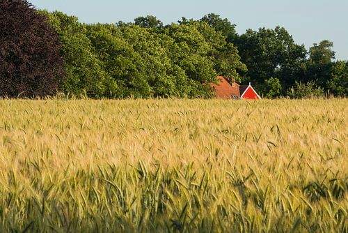 Roggeveld in de Achterhoek in Nederland