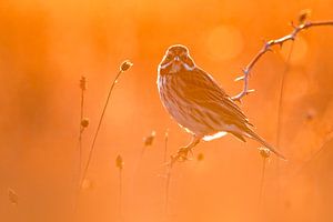 Rietgors (Emberiza schoeniclus) in oranje van Beschermingswerk voor aan uw muur