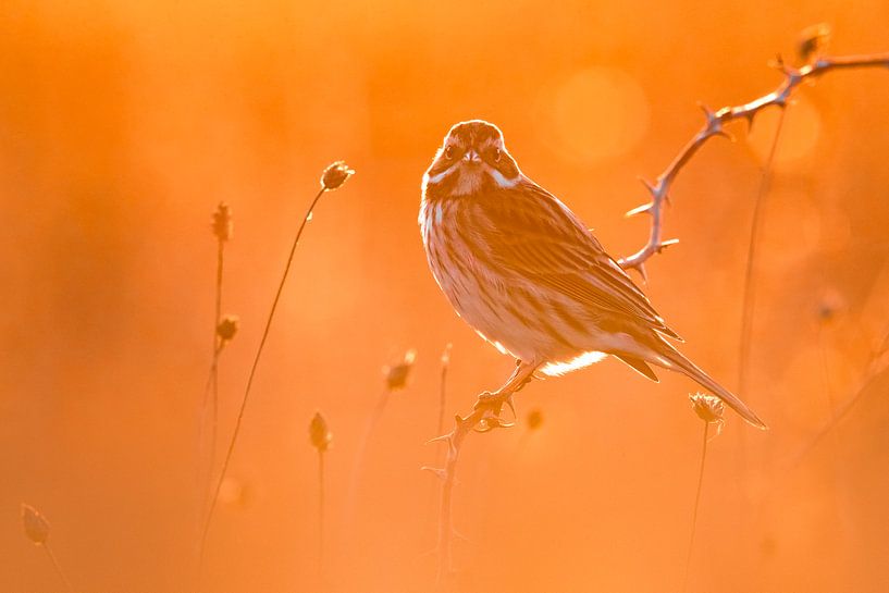 Wintering Common Reed Bunting by Beschermingswerk voor aan uw muur