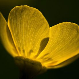 Doorschijnende gele boterbloem van Karin vd Waal