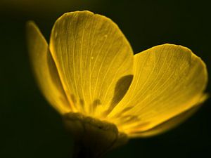 Doorschijnende gele boterbloem