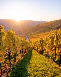 Weinberge im Sonnenuntergang, Herbstfarben im goldenen Oktober