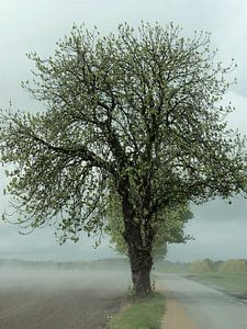 2. Mysterieuze boom na een regenbui. van Alies werk