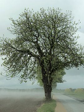 2. Mysterious tree after a rainstorm. by Alies werk