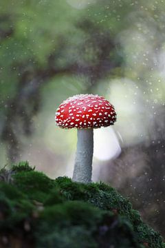 Op een rode paddenstoel van Sem Viersen