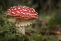 Fly agaric