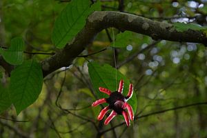 Die fruchtige Spinne